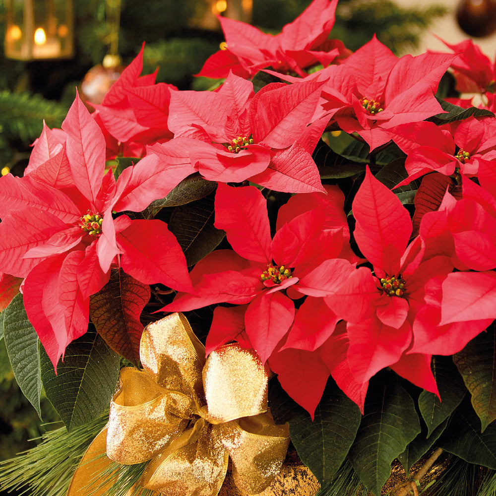 Stella di Natale AIL