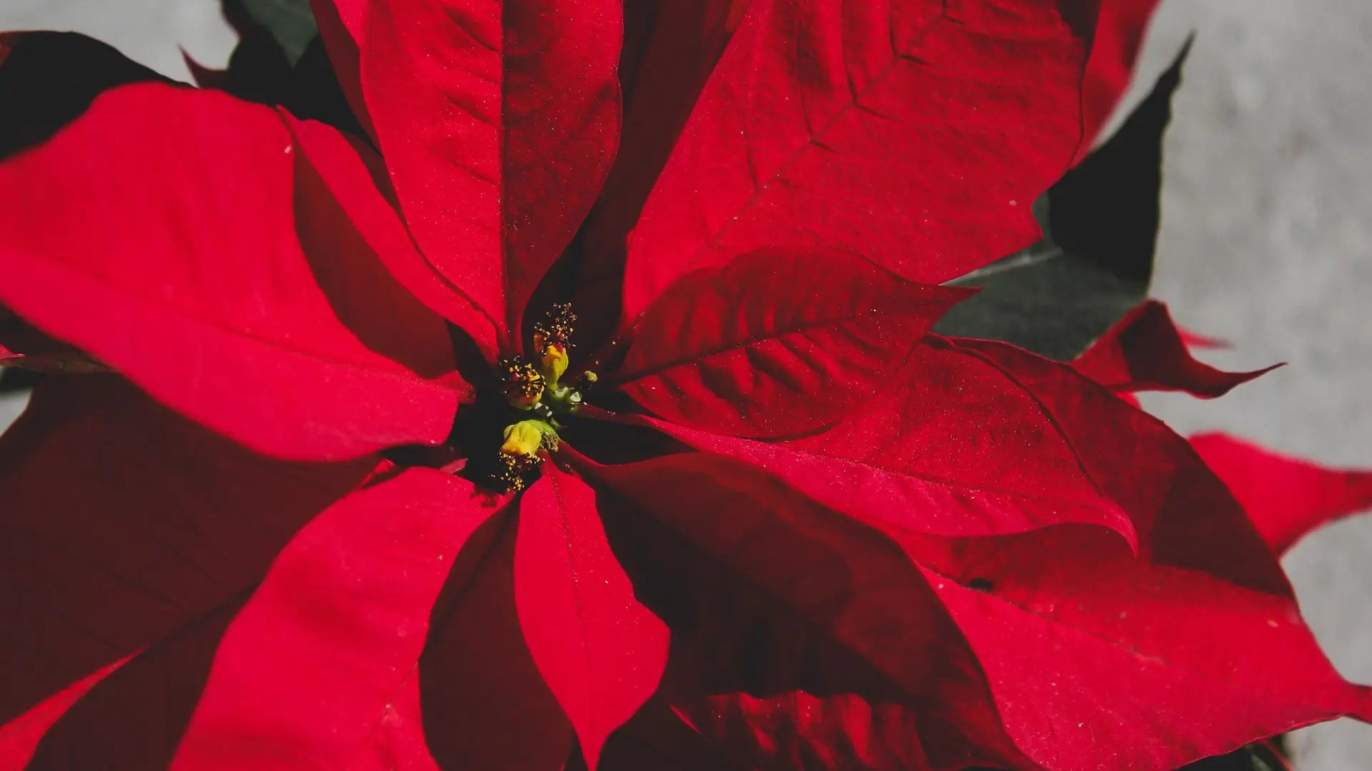 Stelle rosse di Natale